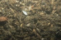 Underwater photograph of silty seabed with dense horse mussels