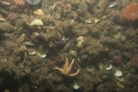 Photo sous-marine d’un fond marin silteux avec des modioles du Nord, des astéries boréales et des anémones dahlia.