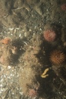 Photo sous-marine d’un fond marin varié avec de grosses roches et de grandes anémones dahlia.