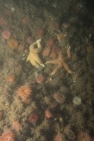 Photo sous-marine d’un fond marin rocheux avec des astéries boréales et plusieurs anémones dahlia.