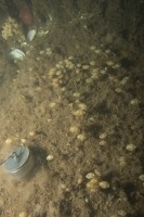 Underwater photograph of rocky seabed with many sea potato sea squirts