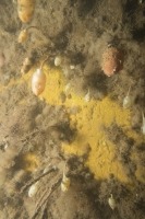 Photo sous-marine d’un fond rocheux avec des plaques d’éponges jaune vif et quelques patates de mer.