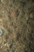 Photo sous-marine d’un fond marin diversifié avec quelques pétoncles et des oursins.