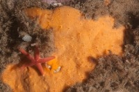 Photo sous-marine d’une éponge en croûte orange et une étoile de mer sanguine.