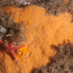 Underwater photograph sponge Crellomima mehqisinpekonuta