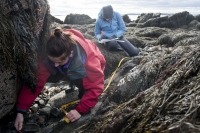 Des étudiants universitaires déposent une corde de transect sur le rivage rocheux recouvert d’algues.