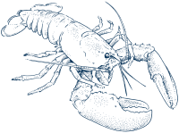 Line drawing of American lobster walking over seabed.