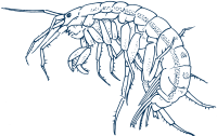 Line drawing of amphipod