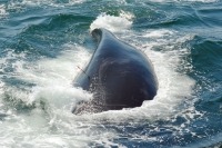Photograph of the back of a whale with a biopsy dart protruding from it