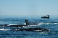 Photo de scientifiques qui observent un groupe de baleines franches à bord du ‘Nereid’ un navire de recherche.