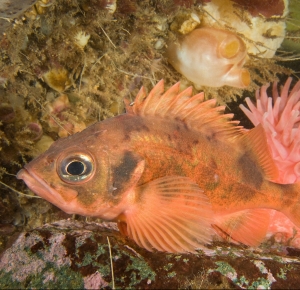 Underwater photograph of Acadian redfish resting on the seabed