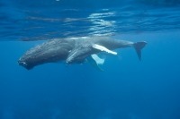 Photo sous-marine d’une baleine à bosse avec son baleineau à la surface de la mer