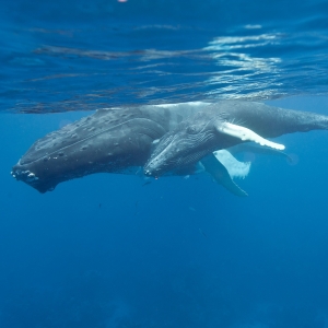 Underwater photograph of humpback whale and calf at the sea surface