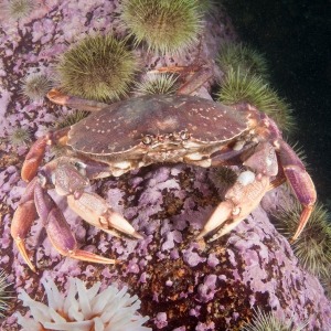 Underwater photograph of Atlantic rock crab sitting on bedrock in front of sea urchins