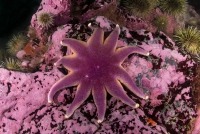 Underwater photograph of purple sunstar on pink bedrock