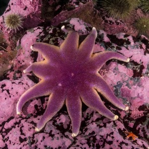 Underwater photograph of purple sunstar on pink bedrock