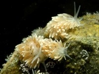 Macro photo sous-marine de trois limaces cuthonas naines.