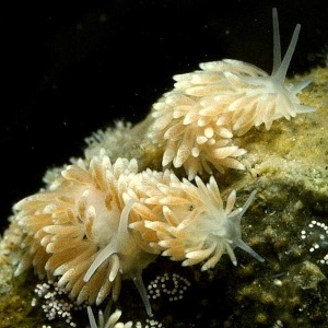 Underwater macro photograph of three Cuthona nana sea slugs