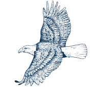 Line drawing of a Bald eagle in flight with outstretched wings.
