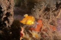 Photo sous-marine d’une petite poule d’eau de Terre-Neuve orange se reposant sur un fond marin rocheux.