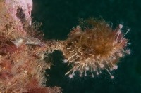 Underwater photograph of clump of hydroids with two sea slugs.