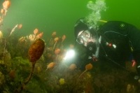 Underwater photograph of SCUBA diver shining a torch on sea potatoes.