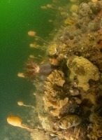 Underwater photograph of bedrock cliff covered with dense animal life.