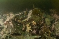 Photo sous-marine d’un fond marin rocheux avec des modioles du Nord et des astéries.