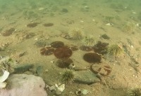 Underwater photograph of sandy seabed with sand dollars and green urchins