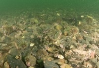 Underwater photograph of rocky seabed with many green urchins
