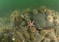 Photo sous-marine d’un fond marin rocheux et une abondance d’oursins de mer verts.