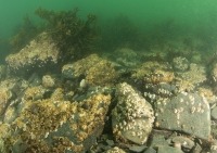 Underwater photograph of boulder seabed with abundant barnacles and clumps of seaweed