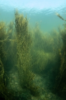 Underwater photograph of a dense rockweed forest