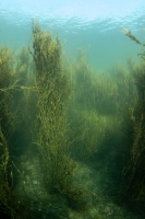 Photo sous-marine d’une épaisse forêt d’ascophylles.