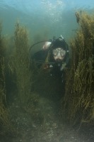 Underwater photograph of huntsman SCUBA diver swimming through thick rockweed