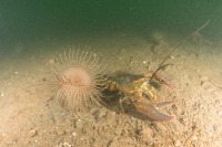 Underwater photography of lobster and burrowing anemone