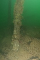 Photograph of wooden weir piling with sea urchins.