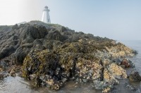 Rocky shore covered with seaweed with Green’s Point lighthouse in the background