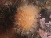 Photo sous-marine d’une colonie de Alcyonium siderium.