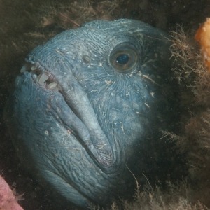Underwater photograph of head of Atlantic wolffish sticking out of hole between rocks