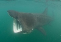 Photo d’un requin pèlerin avec la bouche grande ouverte.