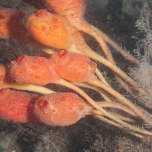 Underwater photograph of a cluster of sea potato sea squirts