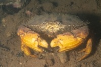 Underwater photograph of Jonah crab