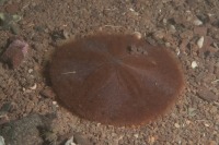 Underwater photograph of common sand dollar on gravel seabed.