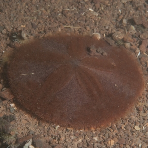 Underwater photograph of common sand dollar on gravel seabed.