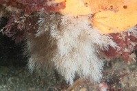 Macro photo sous-marine de bryozoaire en buisson