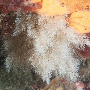 Underwater macro photograph of feathery bryozoan