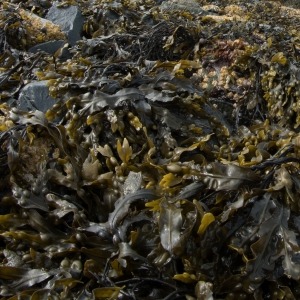 Photograph of bladder wrack on a rocky seashore