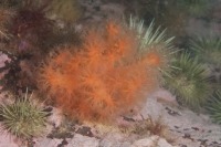 Underwater macro photograph of sea strawberry soft coral