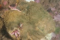 Underwater photograph sponge Halichondria sitiens